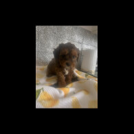Shihpoo - Dogs