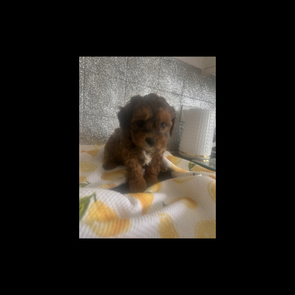 Shihpoo - Dogs