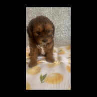 Shihpoo - Dogs