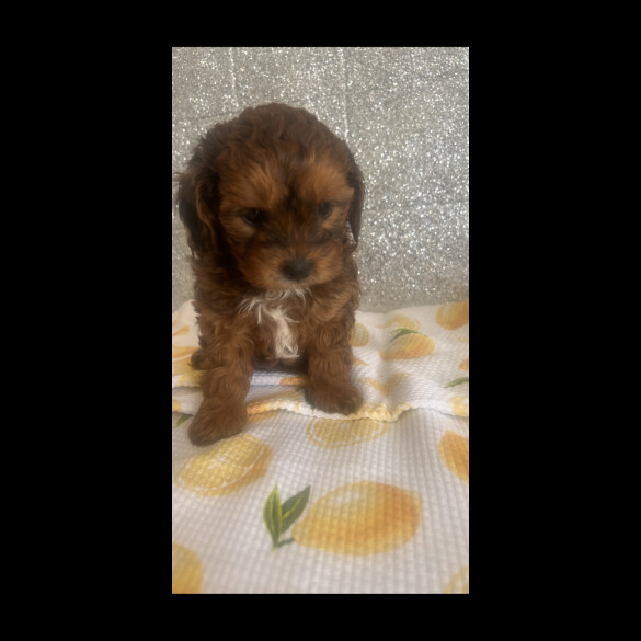 Shihpoo - Dogs