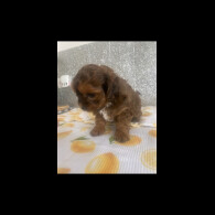 Shihpoo - Dogs