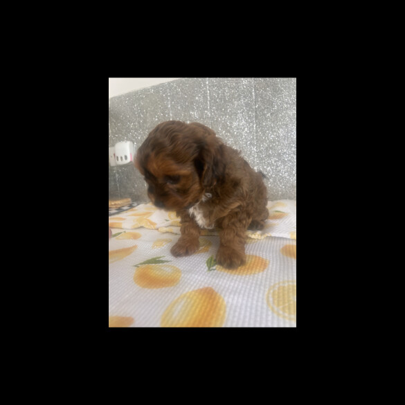 Shihpoo - Dogs