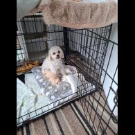 Mixed Breed - Both