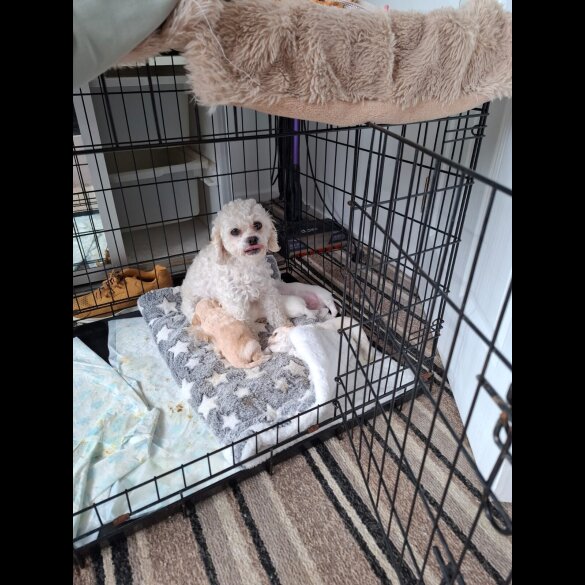 Mixed Breed - Both