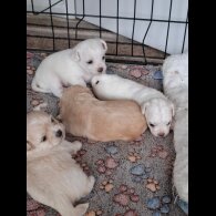 Mixed Breed - Both