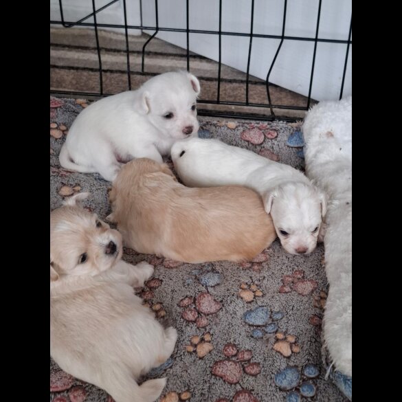 Mixed Breed - Both