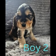 Cocker Spaniel (Working &amp; Show) - Both