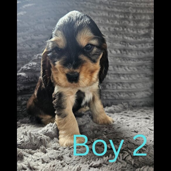 Cocker Spaniel (Working &amp; Show) - Both