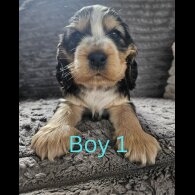 Cocker Spaniel (Working &amp; Show) - Both