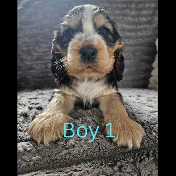 Cocker Spaniel (Working &amp; Show) - Both