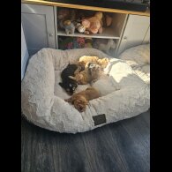 Cocker Spaniel (Working &amp; Show) - Both