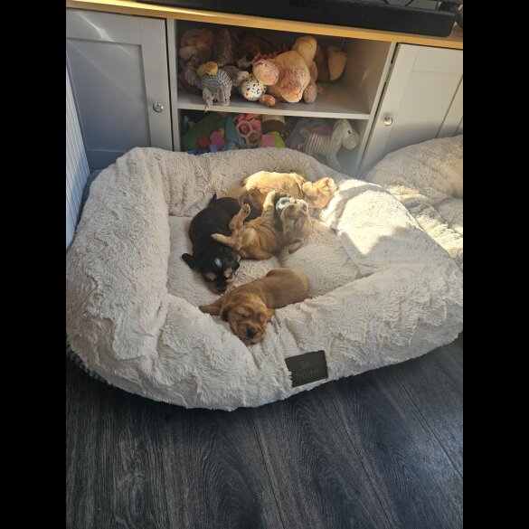 Cocker Spaniel (Working &amp; Show) - Both