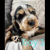 Cocker Spaniel (Working &amp; Show) - Both