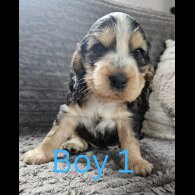 Cocker Spaniel (Working &amp; Show) - Both