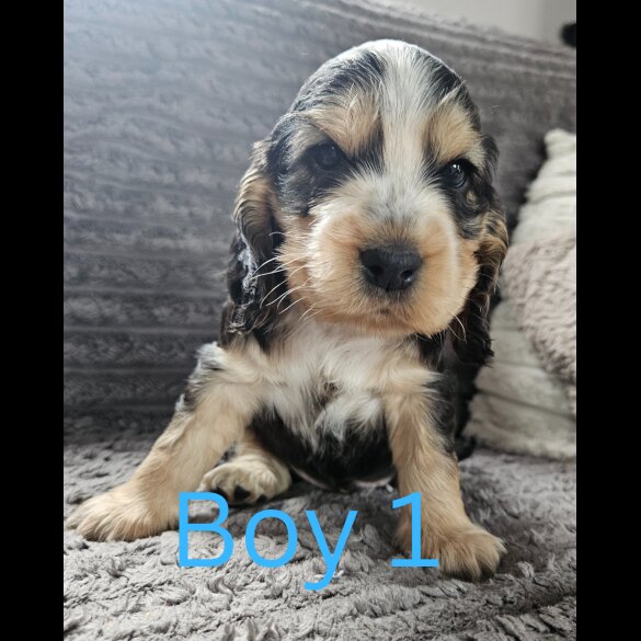 Cocker Spaniel (Working &amp; Show) - Both