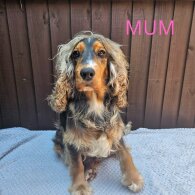 Cocker Spaniel (Working &amp; Show) - Both
