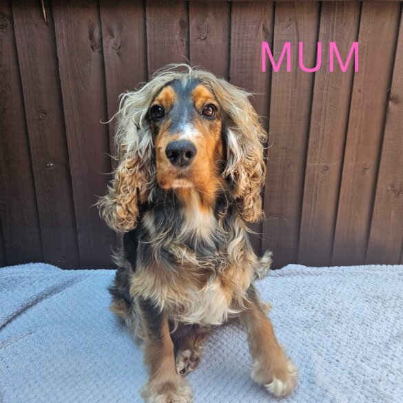 Cocker Spaniel (Working &amp; Show) - Both