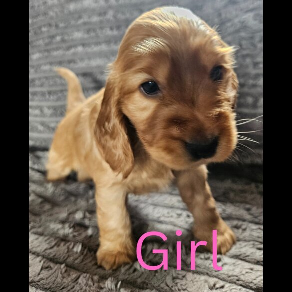 Cocker Spaniel (Working &amp; Show) - Both