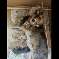 Cocker Spaniel (Working &amp; Show) - Both