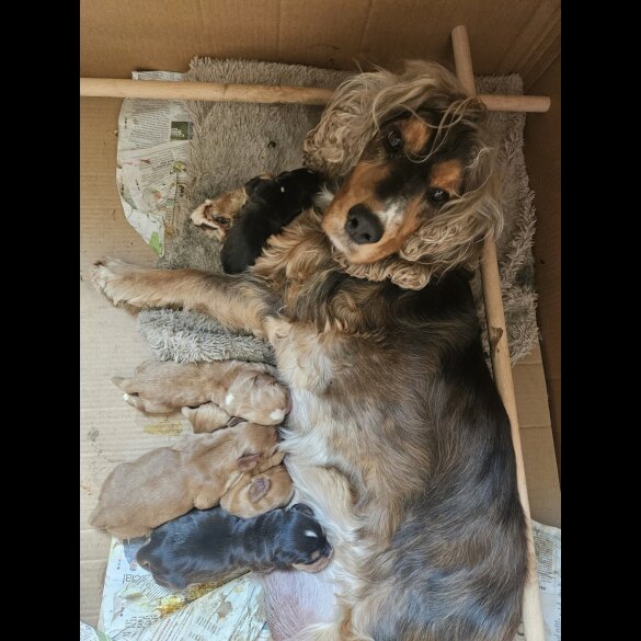 Cocker Spaniel (Working &amp; Show) - Both