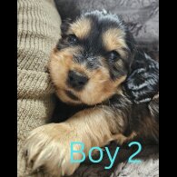 Cocker Spaniel (Working &amp; Show) - Both