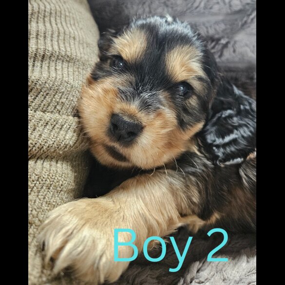 Cocker Spaniel (Working &amp; Show) - Both