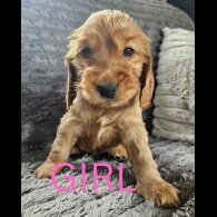 Cocker Spaniel (Working &amp; Show) - Both