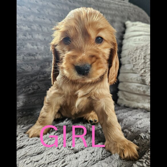 Cocker Spaniel (Working &amp; Show) - Both