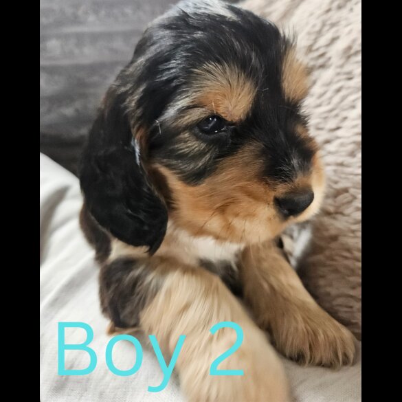 Cocker Spaniel (Working &amp; Show) - Both