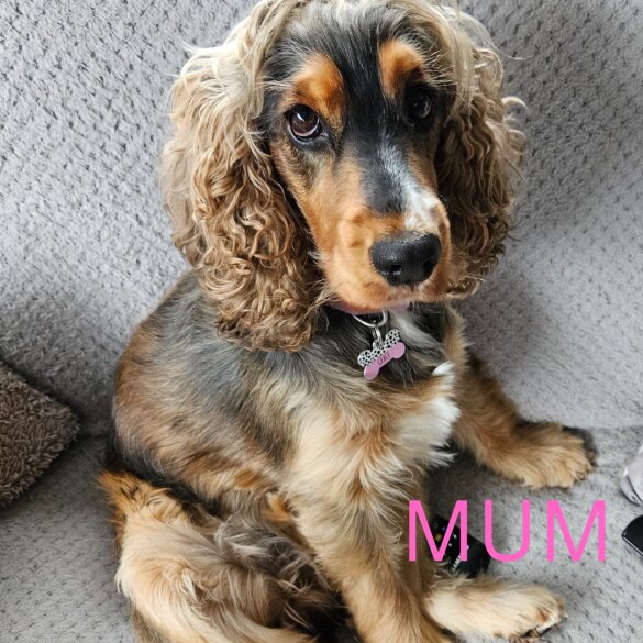 Cocker Spaniel (Working &amp; Show) - Both