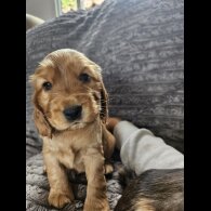 Cocker Spaniel (Working &amp; Show) - Both