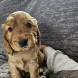 Cocker Spaniel (Working &amp; Show) - Both