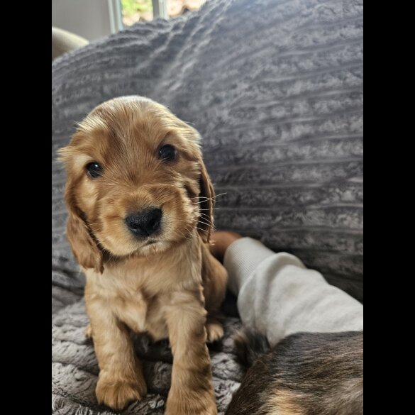 Cocker Spaniel (Working &amp; Show) - Both