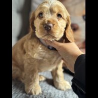 Cocker Spaniel (Working &amp; Show) - Both