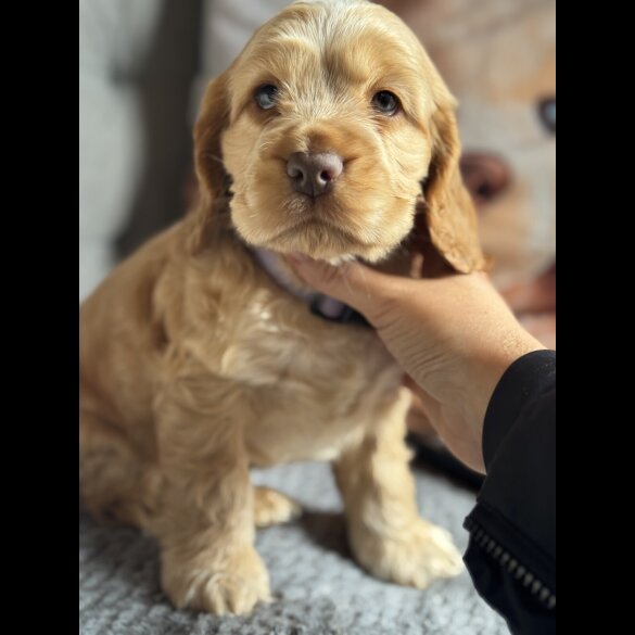 Cocker Spaniel (Working &amp; Show) - Both