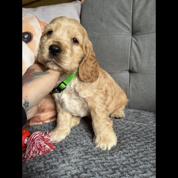 Cocker Spaniel (Working &amp; Show) - Both