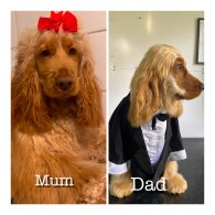 Cocker Spaniel (Working &amp; Show) - Both