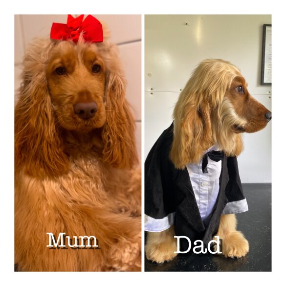 Cocker Spaniel (Working &amp; Show) - Both
