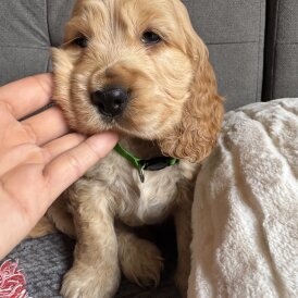 Cocker Spaniel (Working &amp; Show) - Both
