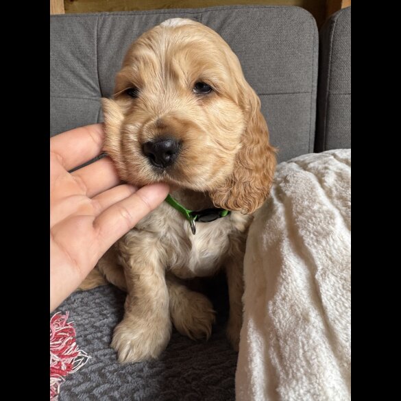 Cocker Spaniel (Working &amp; Show) - Both