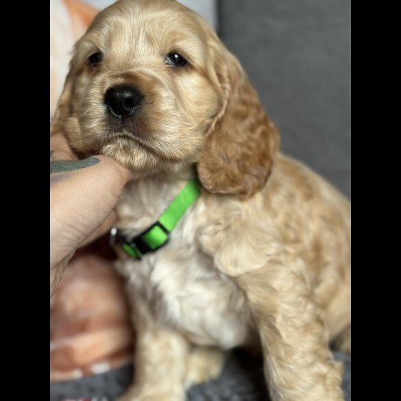Cocker Spaniel (Working &amp; Show) - Both
