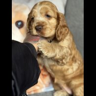 Cocker Spaniel (Working &amp; Show) - Both