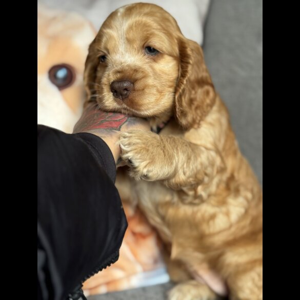 Cocker Spaniel (Working &amp; Show) - Both