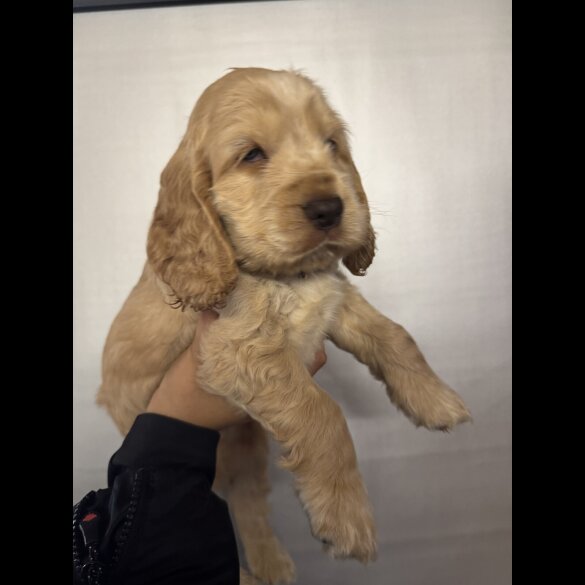Cocker Spaniel (Working &amp; Show) - Both
