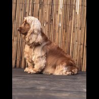 Cocker Spaniel (Working &amp; Show) - Both