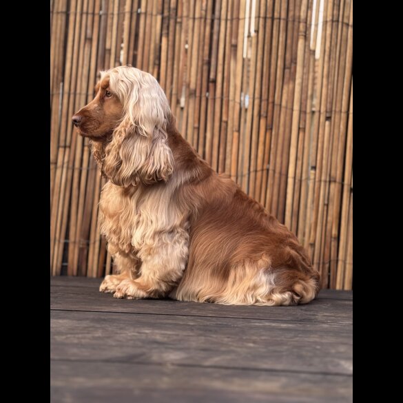 Cocker Spaniel (Working &amp; Show) - Both