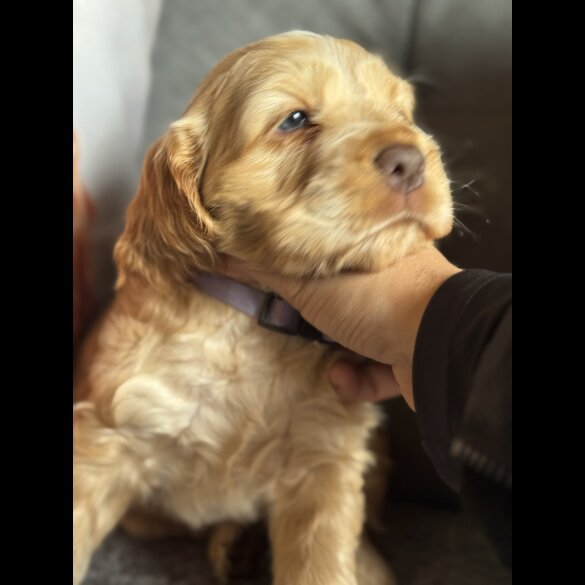 Cocker Spaniel (Working &amp; Show) - Both