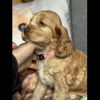 Cocker Spaniel (Working &amp; Show) - Both