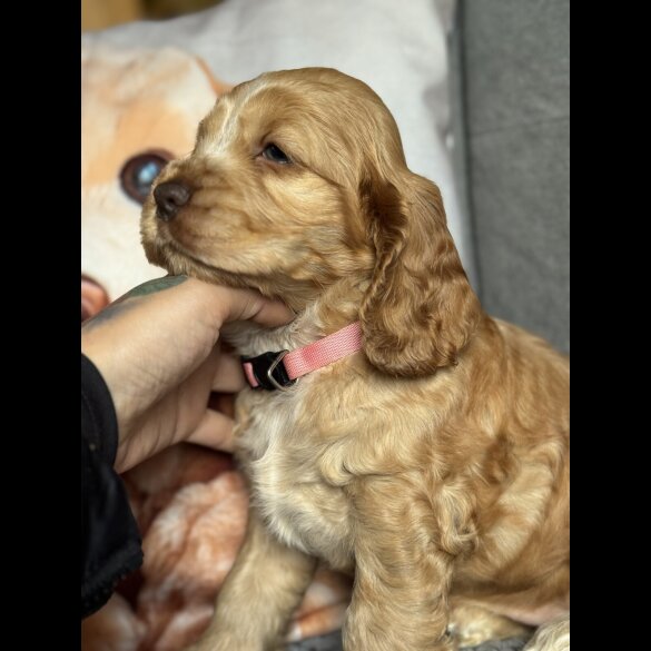 Cocker Spaniel (Working &amp; Show) - Both