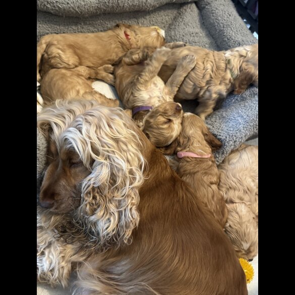 Cocker Spaniel (Working &amp; Show) - Both